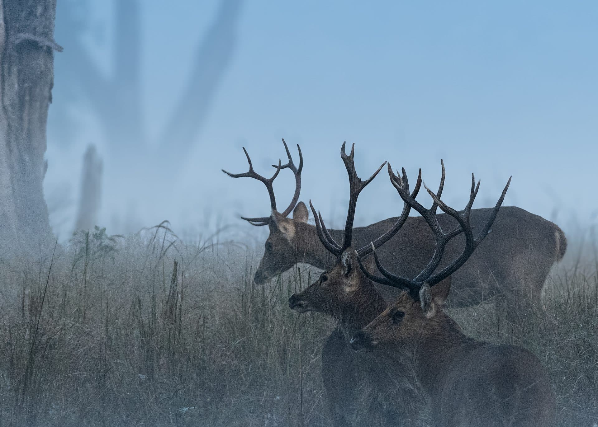 Kanha National Park