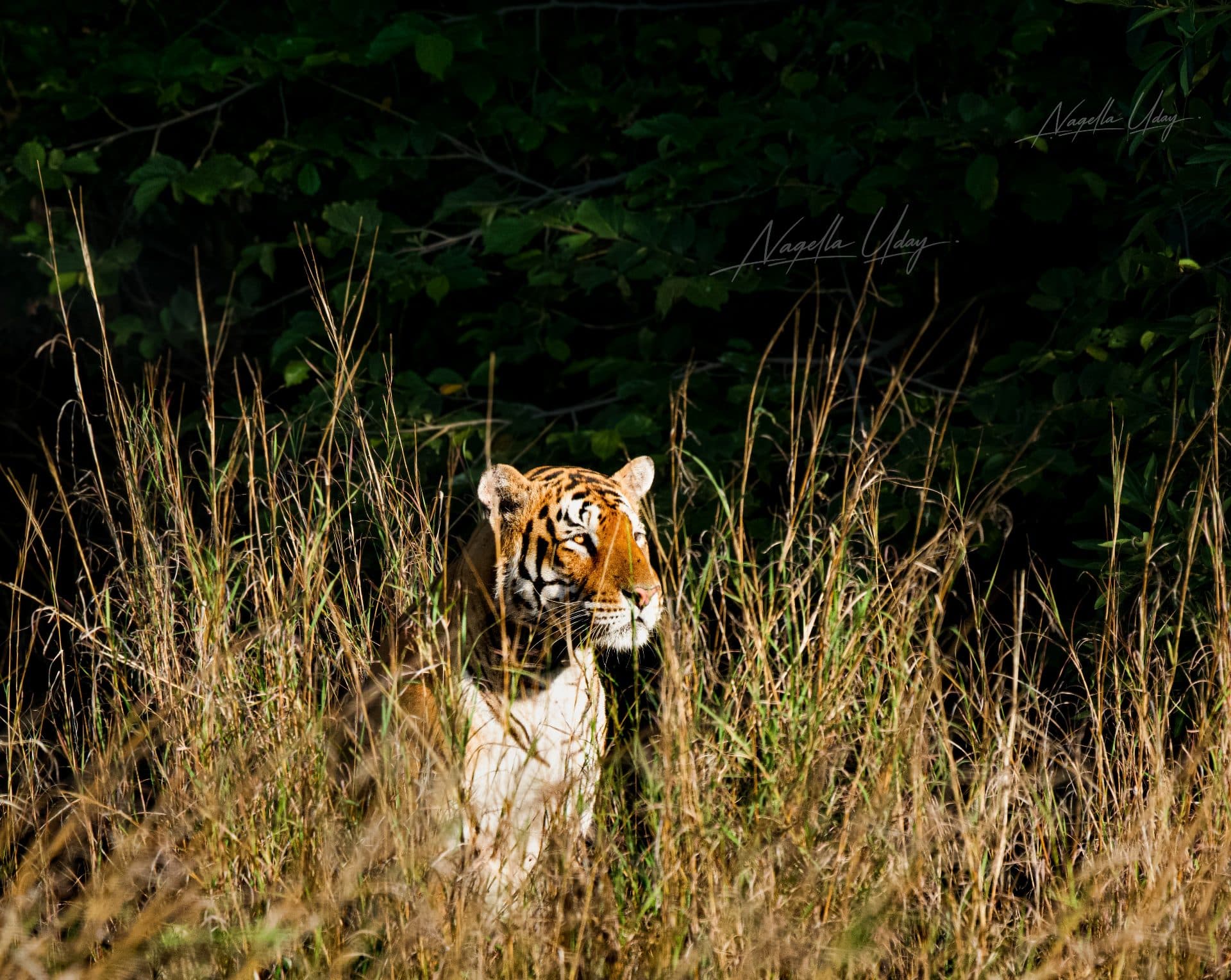 Amrabad Tiger Reserve