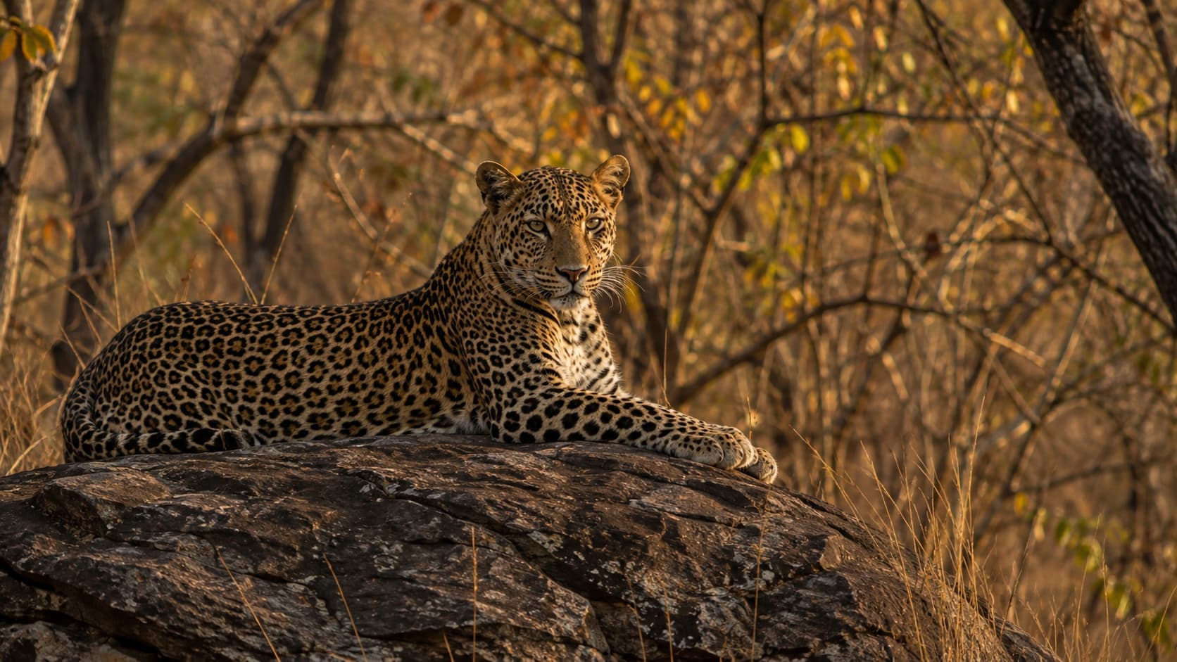 Kawal Tiger Reserve