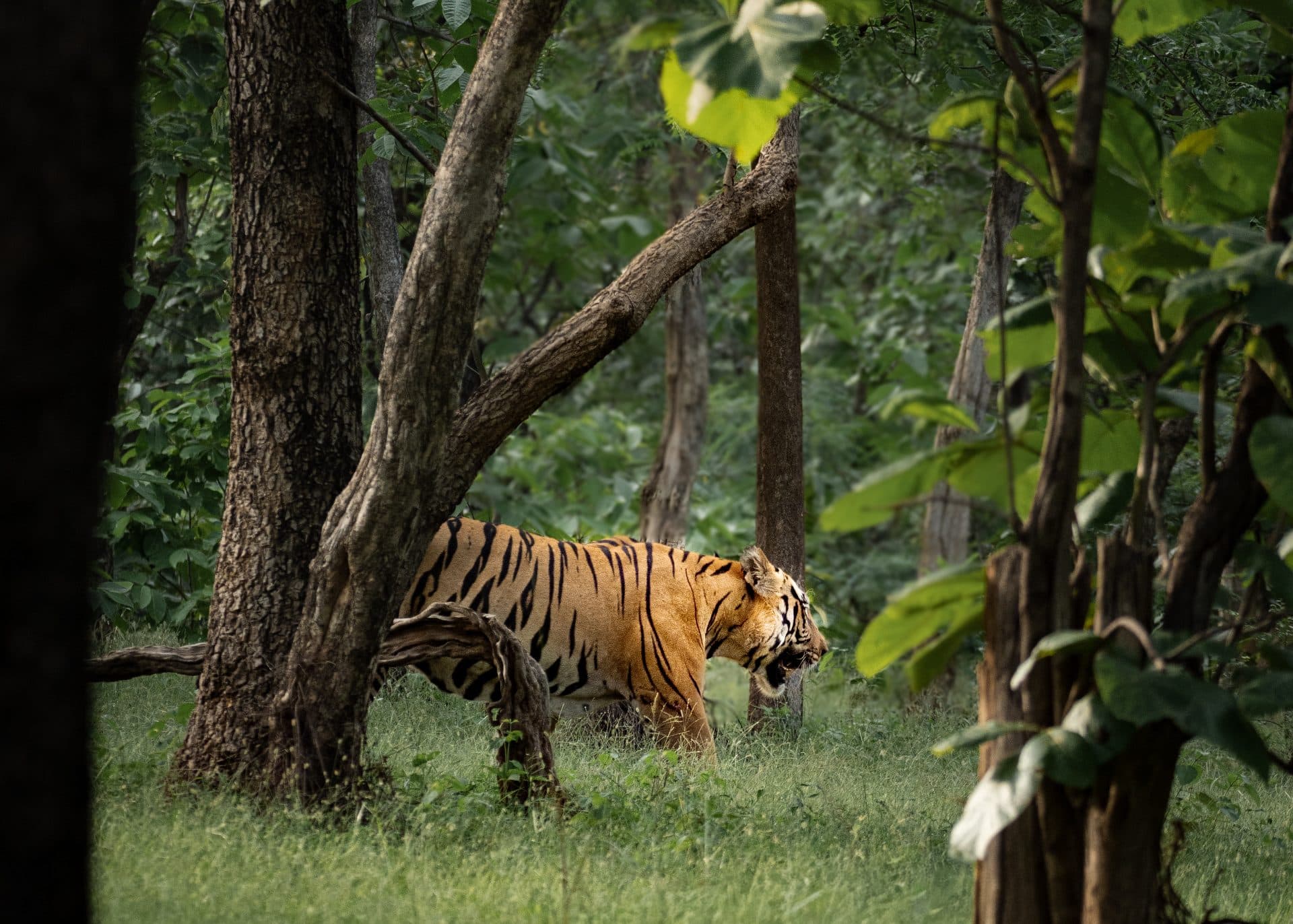 Tadoba-Andhari Tiger Reserve