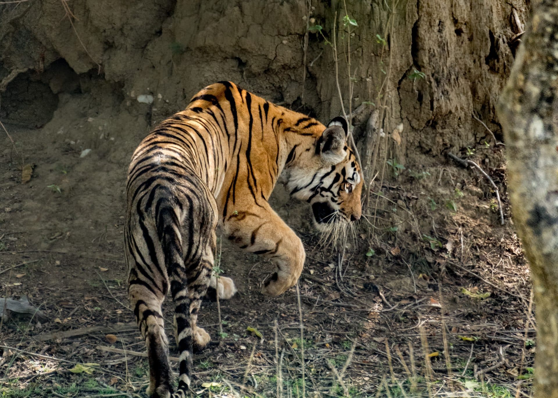 Pench Tiger Reserve
